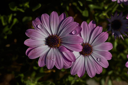 Two lilac and white daisies with raindrops