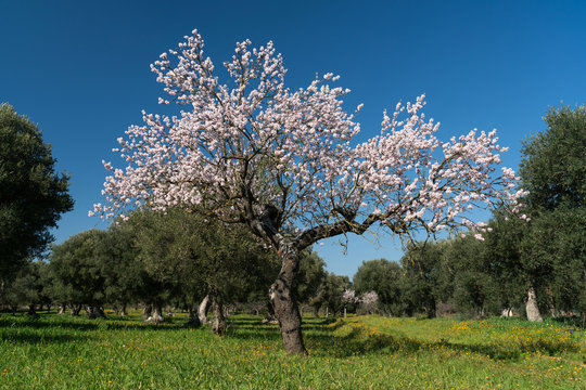 The arrival of spring and the cherry blossoms with olive trees - Puglia - Alberobello, Lecce, Putignano, Noci