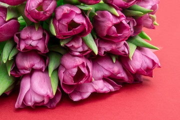 bouquet of pink tulips/ Easter day background. Bouquet of tulips on a red background, web banner