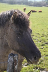 Fototapeta premium Tarpan european wild horse in the meadow