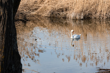 white proud swan with interesting pose in the sunset swimming in an idyllic pond with high brown grass, bay day