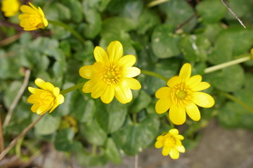 yellow flowers in garden