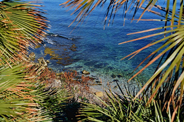 sea ​​view with palm trees
