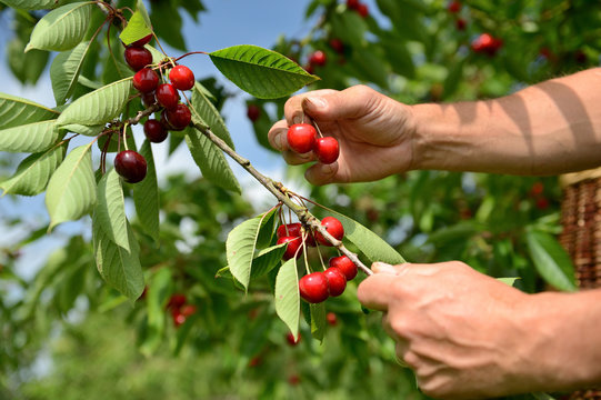 Cueillette cerises chez un producteur, vari&eacute;t&eacute; bigarreau Hedelfingen