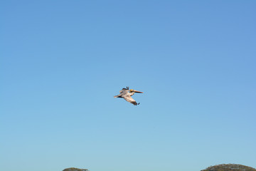 Pellicano