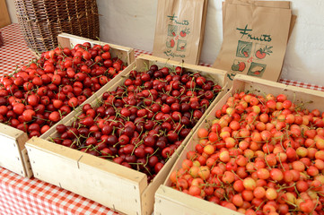 Récolte de cerises chez un producteur en vallée de Seine (76)