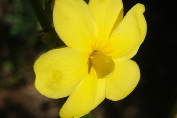 Yellow flower of winter jasmine. Macro photography of the petals of the winter flowering. Climbing.