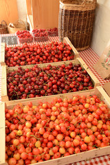 Récolte de cerises chez un producteur en vallée de Seine (76)