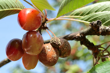 Cerises moisissures