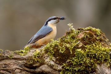Nuthatch bird with food,sunflower seed in the beak. Sitting on a tree trunk.Genus species Sitta europaea.