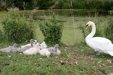 Couple de cygnes et cygneaux au bor d'une mare
