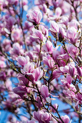 Magnolienblüten im Frühling