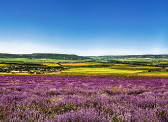Plakat Rural landscape with a field of flowering lavender in the foreground. Crimea, Russia