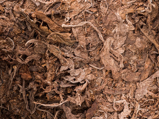 Tobacco leaves close-up. Raw tobacco