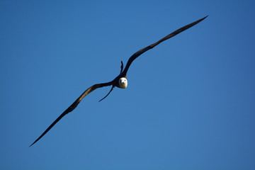 Fregata in volo