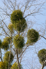 Misteln auf einem Baum
