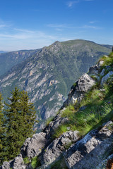 Wild high mountains spruce forest in Durmitor national park Montenegro.