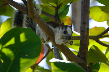 Scoiattolo che mangia