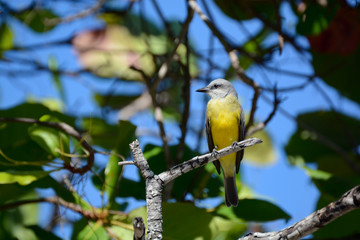 Uccello giallo sul ramo