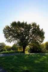tree in the park
