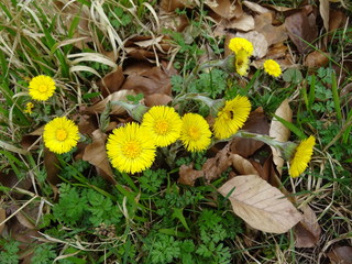 Huflattich Bl&uuml;te 