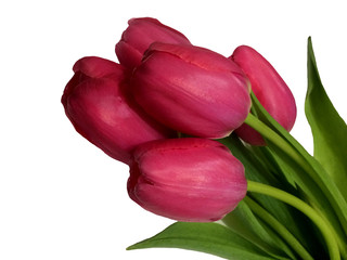 Flowers of red tulips on a white background