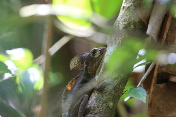  Brown basilisk lizard at Tortuguero park, Costa Rica