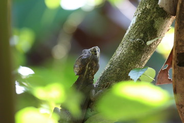  Brown basilisk lizard at Tortuguero park, Costa Rica