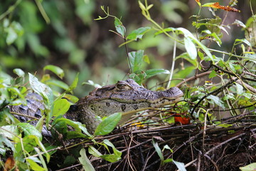 Caiman at Tortuguero National Park, Costa Rica