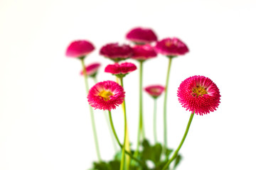 Pink English daisies Bellis perennis on white background isolated. Detailed seasonal natural greeting card. Bellasima rose. Beauty in nature vibrant red magenta color.Home growing plants on windowsill