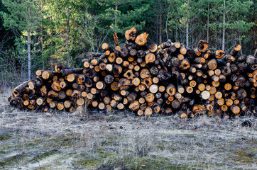 Piled in a heap of logs from the forest for transport to the sawmill and processing. Fallen trees affected by the bark beetle