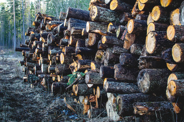 A pile of log tree at the edge of the forest. Felling of infected forests