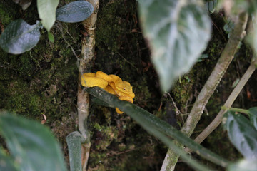 Fototapeta premium The eyelash palm pitviper at Tortuguero National Park, Costa Rica