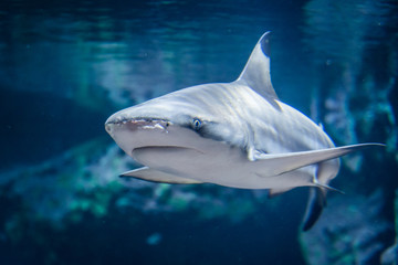 requin