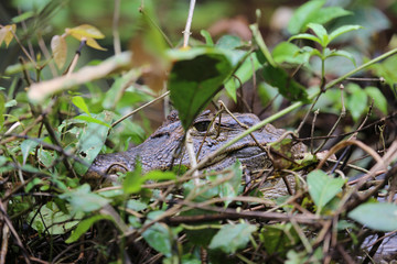 Caiman at Tortuguero National Park, Costa Rica