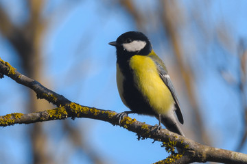 cinciallegra (Parus major),ritratto maschio su ramo in canto