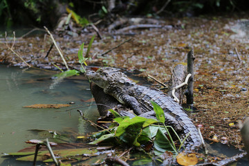 Obraz premium Caiman at Tortuguero National Park, Costa Rica