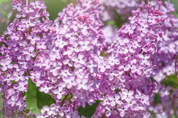 Pink Blooming Lilac Flowers