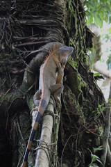 Male of green iguana at Tortuguero National Park, Costa Rica