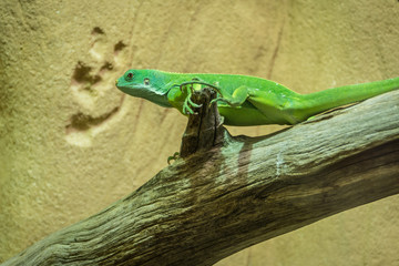 lezard