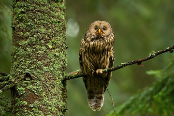 Wise tawny owl, strix aluco, looking up in summer forest and sitting on bough. Alert wild bird of prey with brown feathers in woodland on tree with moss.