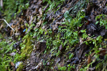 green moss on a wall 
