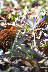 The spring flowers with beautiful colors