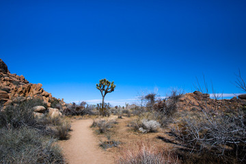 View of beautiful Joshua Tree at Joshua Tree National Park in California