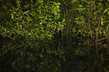 trees at night in water during a night hunt for crocodiles in one of the tributaries in the Amazon in Brazil