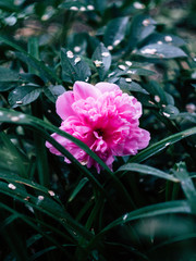 pink flowers and green leaves growing in nature