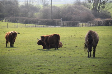 Highland cattle cow parent and child with a tarpan horse and stork