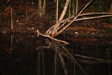 trees at night in water during a night hunt for crocodiles in one of the tributaries in the Amazon in Brazil