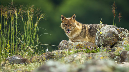 Curious golden jackal, canis aureus, hiding behind rocks in mountains in summertime. Surprised...