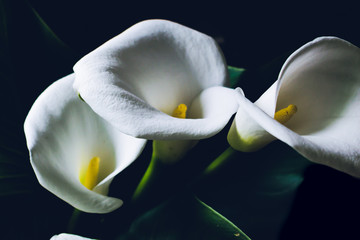 calla lilies on a black background silhouettes of flowers
